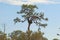 Eagle nest at Oscar Scherer State Park, Florida