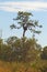 Eagle nest at Oscar Scherer State Park, Florida