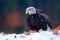 Eagle, orange fall leave in the snow. Bald Eagle, Haliaeetus leucocephalus, portrait of brown bird of prey with white head, yellow