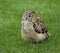 Eagle Owl.