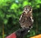 Eagle Owl