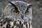 Eagle owl