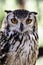 Eagle owl