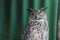 Eagle-owl