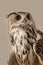 EAGLE OWL