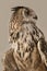 EAGLE OWL