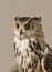 EAGLE OWL