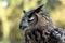 Eagle owl