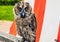 Eagle owl against Muiderslot castle. Holland.