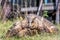 Eagle owl  Asio Otus with broken wings