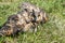 Eagle owl  Asio Otus with broken wings