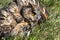 Eagle owl  Asio Otus with broken wings