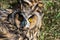 Eagle owl  Asio Otus with broken wings