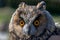 Eagle owl  Asio Otus close up portrait shot