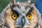 Eagle owl  Asio Otus close up portrait shot