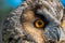 Eagle owl  Asio Otus close up portrait shot