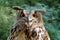 Eagle owl with big eyes gazes intently at camera