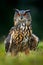 Eagle Owl, big nocturnal bird in the forest, Norway