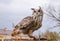 Eagle owl, bird of prey, bird, hunter, falconry, nature, animals, beak, eyes, wings,