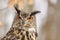 Eagle owl /Bubo Bubo/