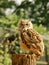 Eagle Owl (bubo bubo )