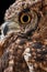 Eagle Owl, Bubo bubo, close-up