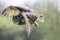 Eagle Owl Bubo bubo in flight