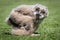 Eagle owl chick