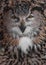 The eagle owl of evil is huge and looks at you snapping his beak. Owl with clear eyes and an angry look  is a large predatory owl