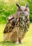 Eagle Owl in a field