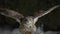 Eagle owl flapping wings and flying, landing on branch pole, winter snowfall