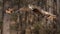 Eagle-owl in Flight