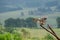 Eagle owl in flight, about to land on a tree, photographed in the Drakensberg mountains, South Africa