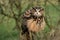 An eagle owl fluffing its feathers