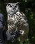 Eagle owl on human hand 1