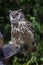 Eagle owl on human hand 3