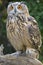 Eagle owl in Kazakhstan