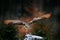 Eagle owl landing on snowy tree stump in forest. Flying Eagle owl with open wings in habitat with trees. Action winter scene from