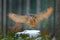 Eagle owl landing on snowy tree stump in forest. Flying Eagle owl with open wings in habitat with trees, bird fly. Action winter s