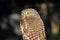 Eagle owl with large round yellow eyes perched in