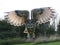 Eagle owl magnificent Taking off