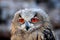 Eagle owl orange eye big bird wild forest