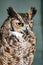 Eagle owl orsnge eyes