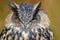 Eagle Owl portrait