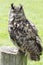 Eagle owl portrait