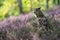 Eagle owl in the purple heather. Forest nature with big owl.