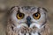 Eagle-Owl searching for prey