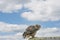 A Eagle Owl sit on the ridge of a roof. Bird looks back, the orange eyes stare at you. Beautiful blue sky with clouds in