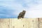An eagle owl sits on the ridge of a wooden fence. Bird looks back, the orange eyes stare at you. Beautiful blue sky with