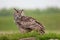 Eagle owl standing on grassy mound. Bird of prey nature image wi